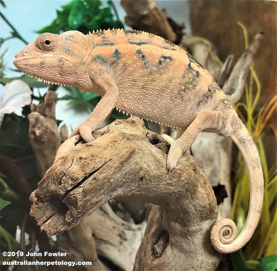 Panther Chameleon