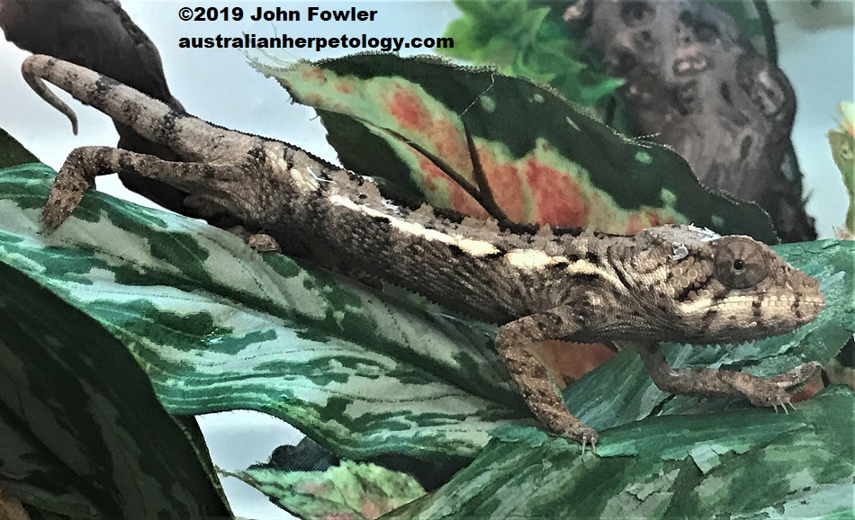 Panther Chameleon (Furcifer pardalis) photographed at Wrigglies in the UK