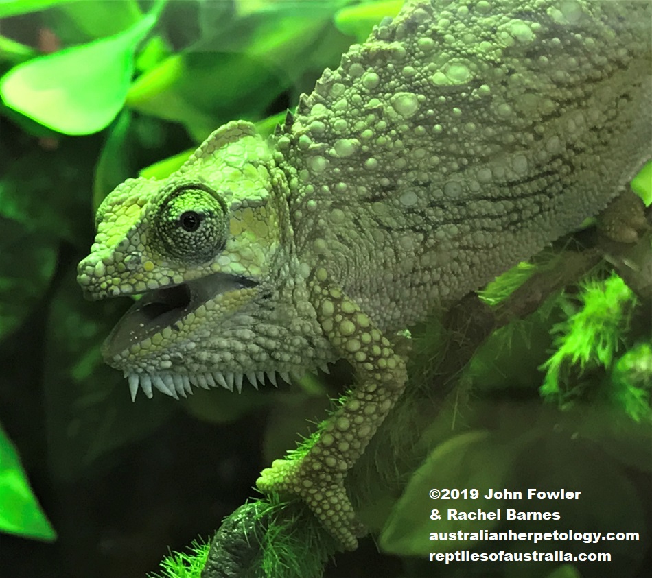 High Casqued Chameleon