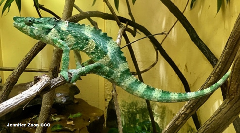 Meller's Chameleon (Trioceros melleri) - Captive animal