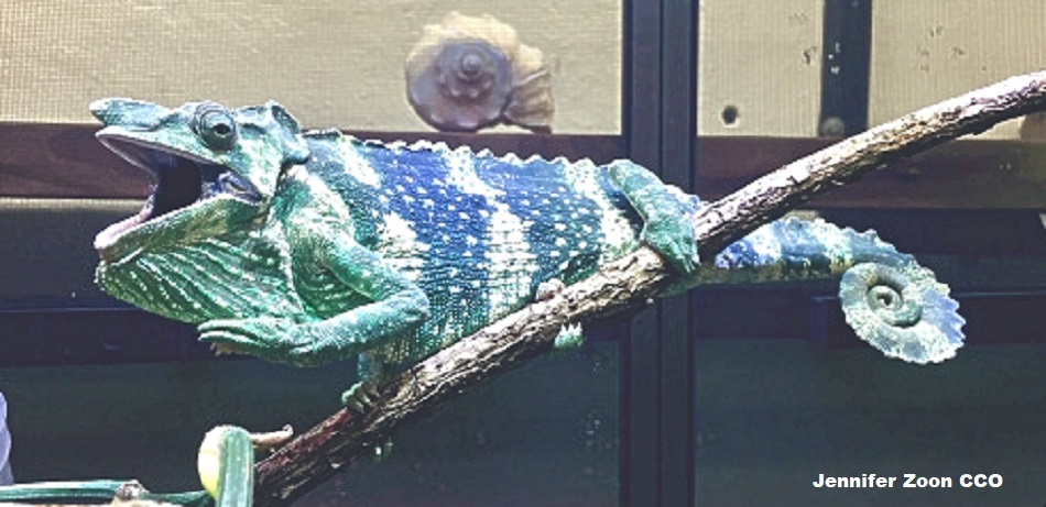 Meller's Chameleon (Trioceros melleri) - Captive animal