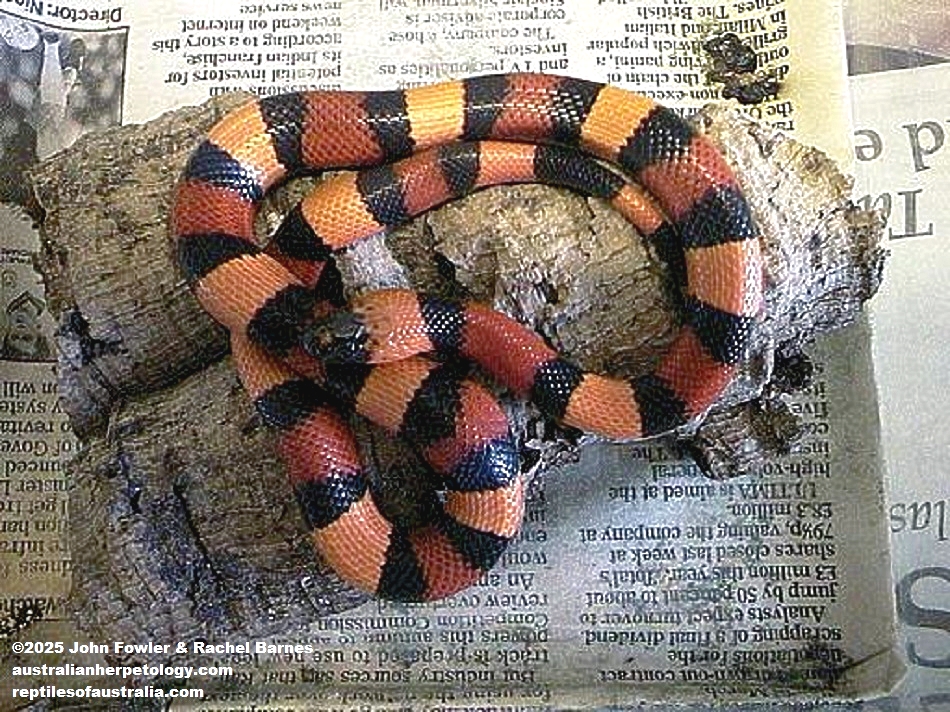 Orange Pueblan Milk Snake (Lampropeltis triangulum campbelli)
