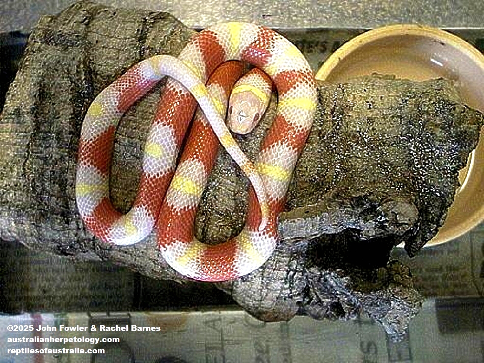 Albino Nelsons Milk Snake (Lampropeltis triangulum nelsoni) photographed at Jungle Phase, England (Permanently Closed)