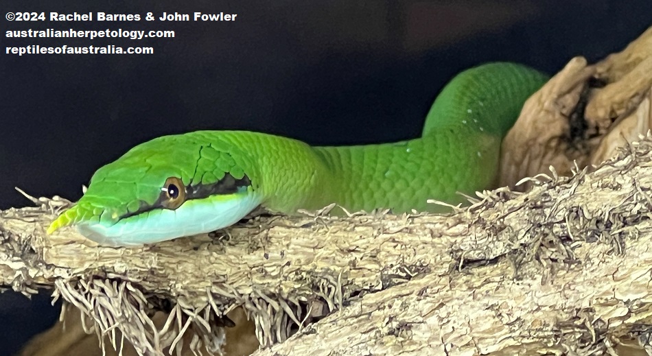 Rhino Rat Snake (Gonyosoma boulengeri) Photographed at Vivarium de Meyrin, Geneva, Switzerland