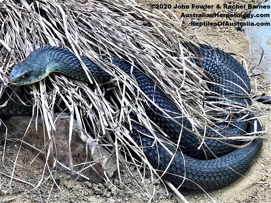 Montpellier Snake (Malpolon monspessulanus)