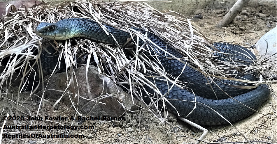 Montpellier Snake (Timon tangitanus)