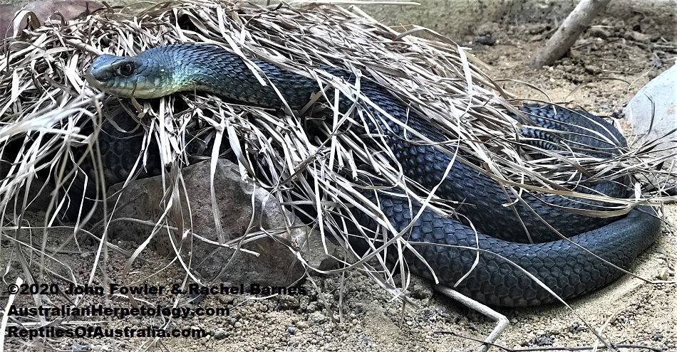 Montpellier Snake (Malpolon monspessulanus)
