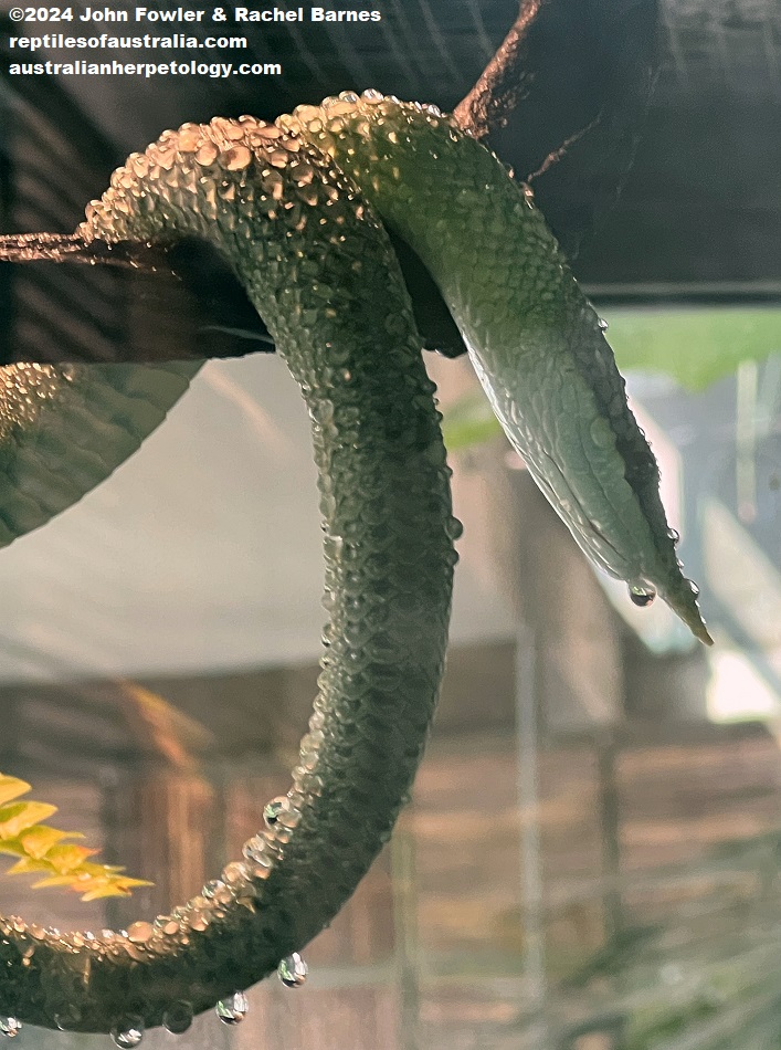 Rhino Rat Snake (Gonyosoma boulengeri) Photographed at Lyon Zoo, France