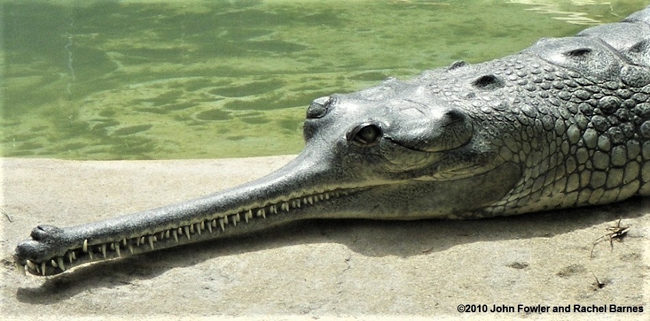 Indian Gharial