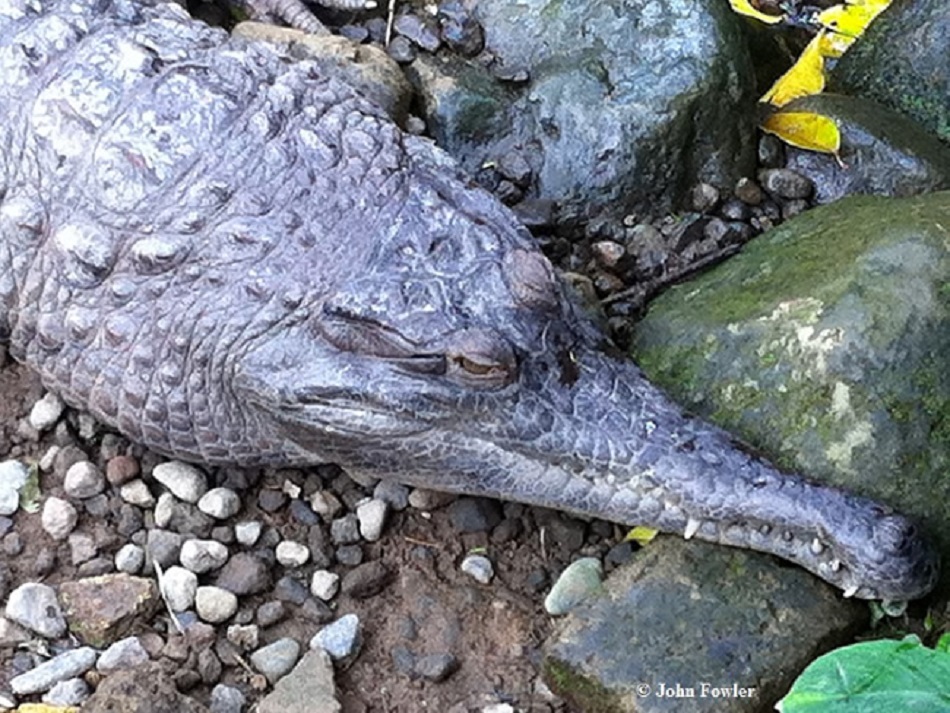 Slender-snouted Crocodile Mecistops