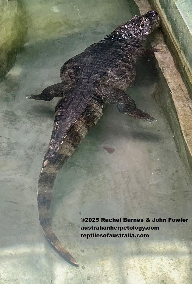 Spectacled Caiman (Caiman crocodilus) photographed at the National Zoo of Malaysia (Zoo Negara)