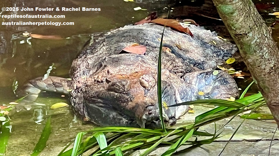Malaysian (Malayan) Gharial or False Gharial Tomistoma schlegelii 