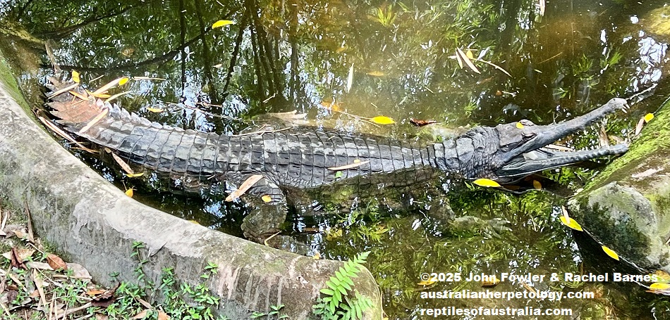 Malaysian (Malayan) Gharial or False Gharial Tomistoma schlegelii photographed at the National Zoo of Malaysia (Zoo Negara)