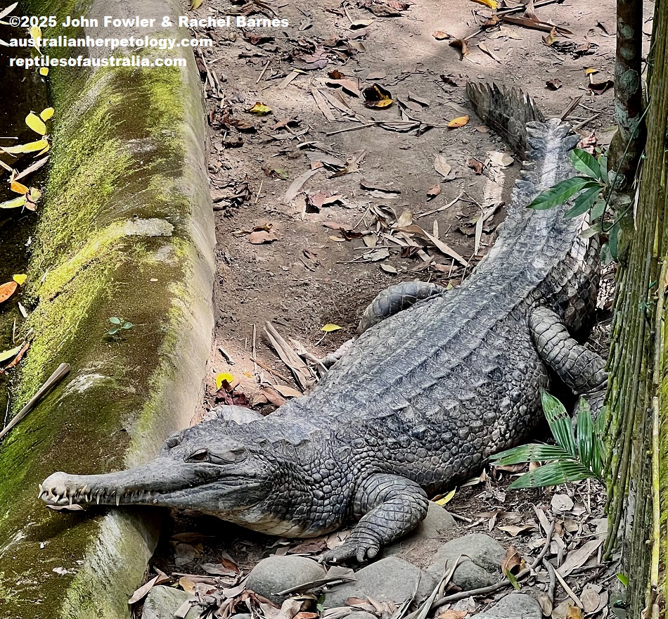 Malaysian (Malayan) Gharial or False Gharial (Tomistoma schlegelii) photographed at the National Zoo of Malaysia (Zoo Negara)