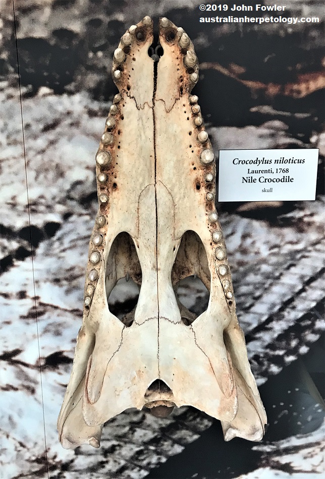 Nile Crocodile