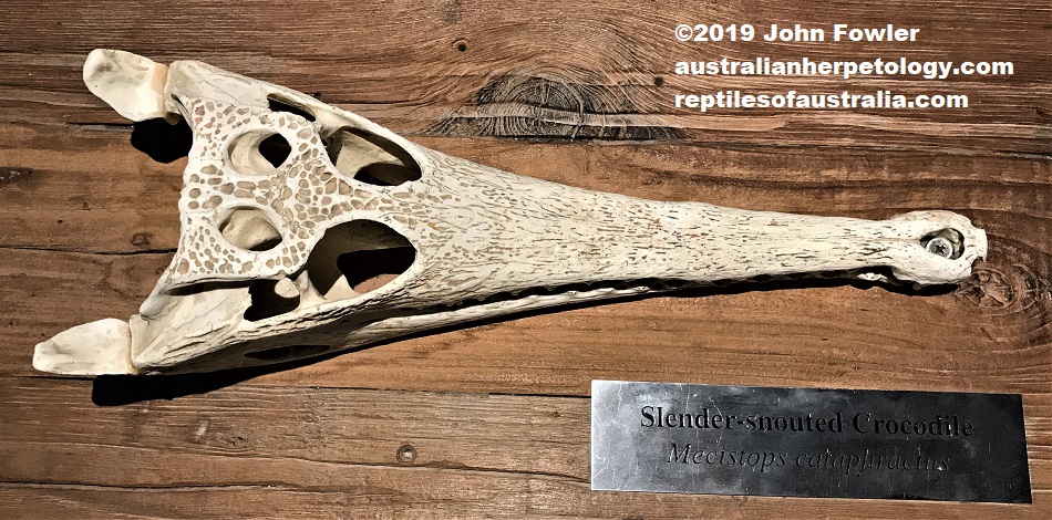 Slender-snouted Crocodile Mecistops