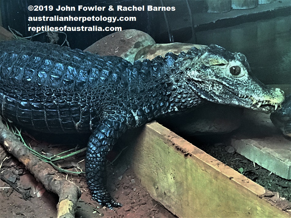 Cuvier's Dwarf Caiman Paleosuchus palpebrosus