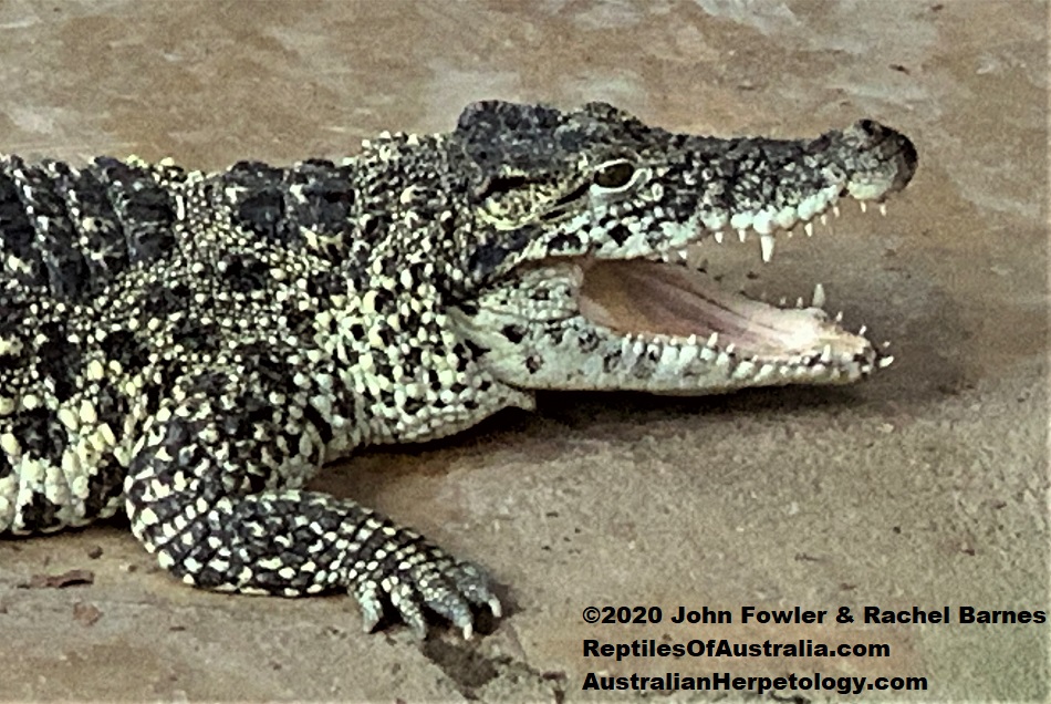 Cuban Crocodile (Crocodylus rhombifer) photographed at Alligator Bay, France