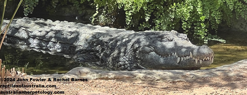 Nile Crocodile photographed at Bioparc, Valencia, Spain