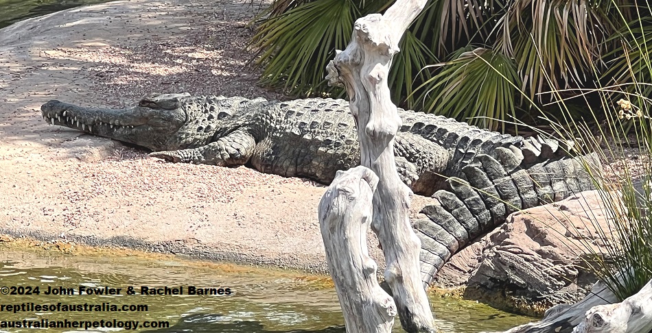 Slender-snouted Crocodile (Mecistops cataphractus) photographed at Oceanogràfic, Valencia, Spain