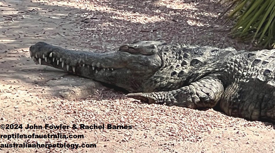 Slender-snouted Crocodile (Mecistops cataphractus) photographed at Oceanogràfic, Valencia, Spain