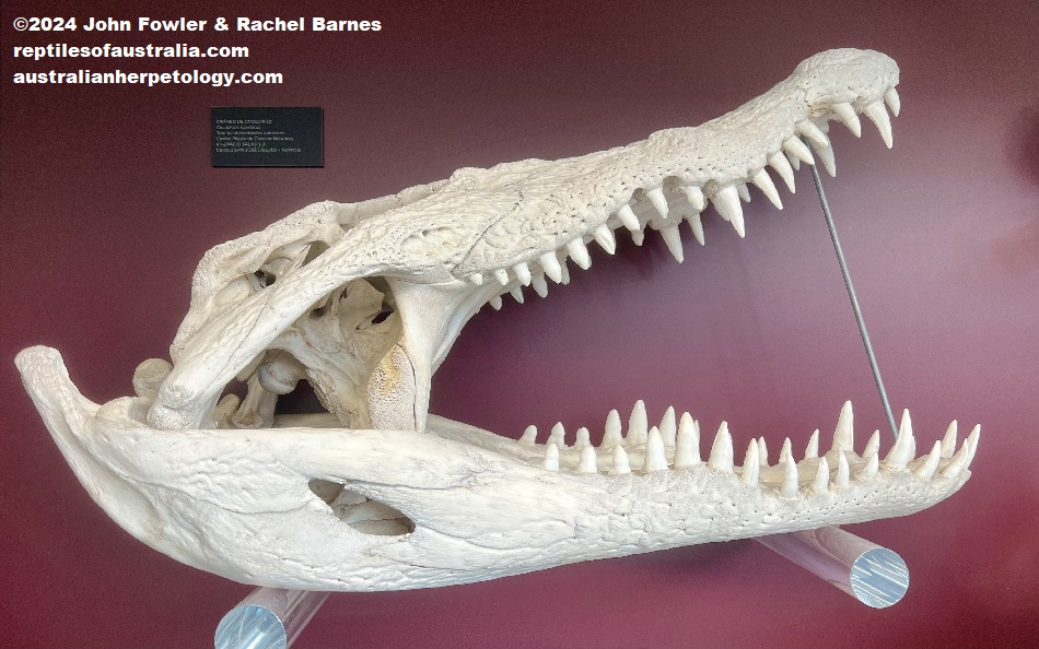 Nile Crocodile Skull, Museum of Arts & Sciences, Valencia, Spain