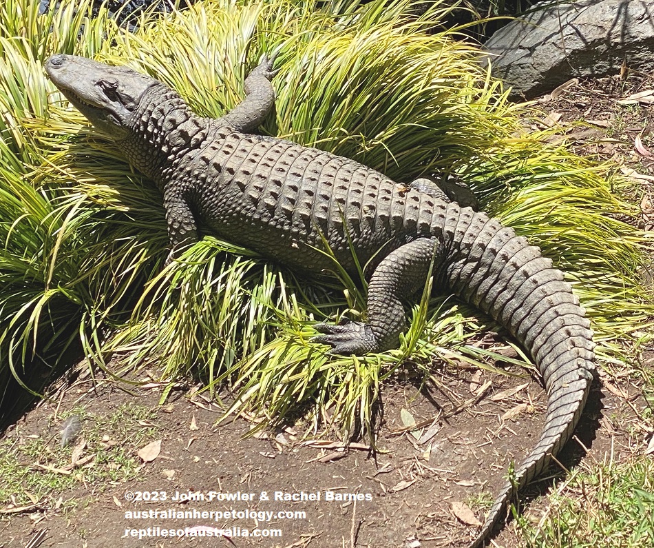 A half grown American Alligator (Alligator mississippiensis) photographed at the Gorge Wildlife Park, South Australia