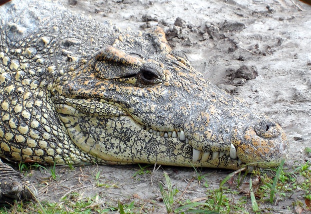 Cuban crocodile (Crocodylus rhombifer)