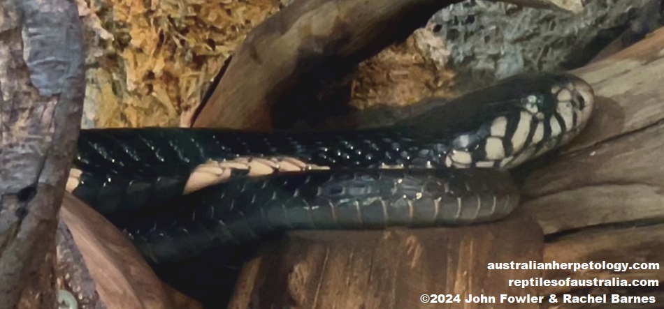 Central African Forest Cobra (Naja melanoleuca) at the Vivarium de Meyrin, Geneva, Switzerland