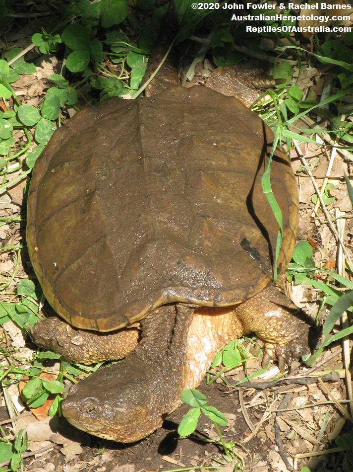 Common Snapping Turtle (Chelydra serpentina)
