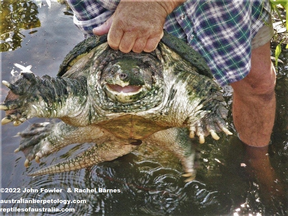 Robbie Bredl ("The Barefoot Bushman") with a Common Snapping Turtle (Chelydra serpentina) at "Bredls Wonderworld of Wildlife" (now closed) at Renmark, South Australia.