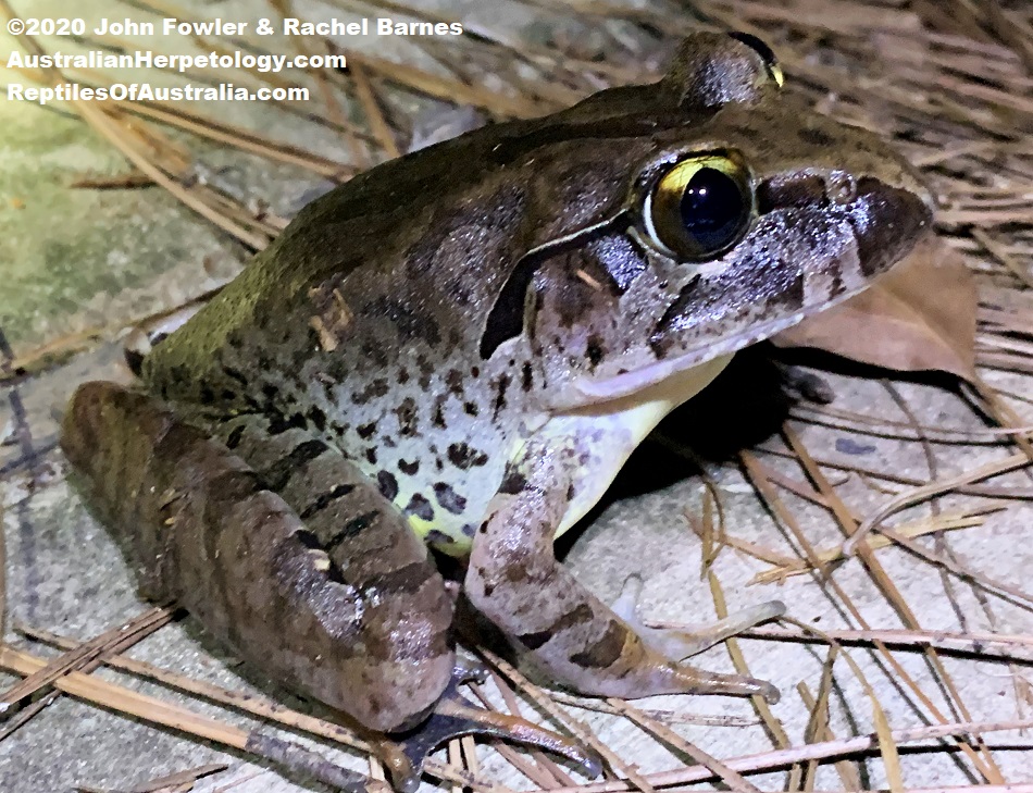 Giant Barred Frog (Mixophyes iteratus)