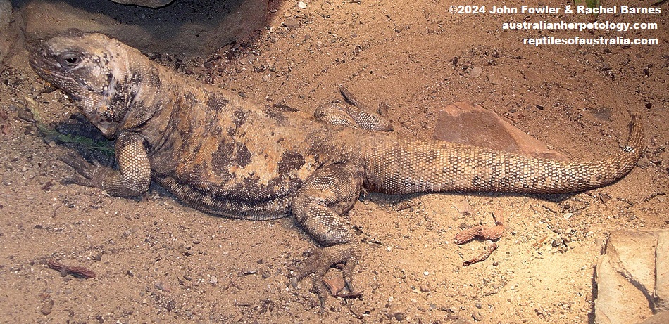 Captive Piebald Chuckwalla (Sauromalus varius)
