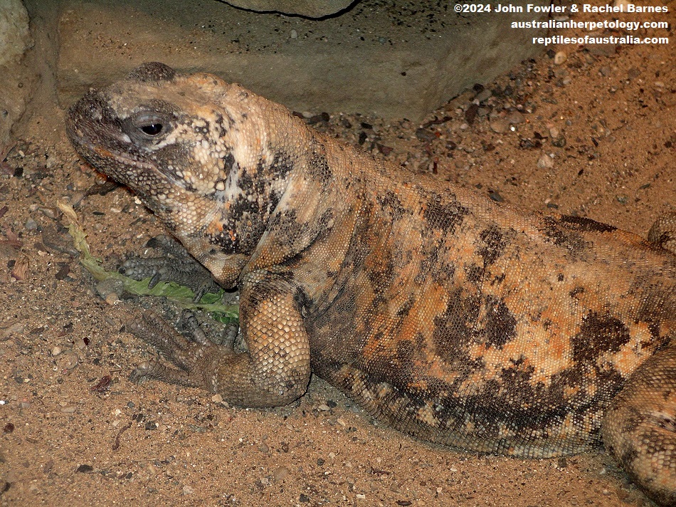 Captive Piebald Chuckwalla (Sauromalus varius)