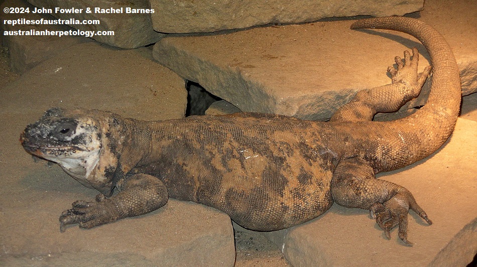Captive Piebald Chuckwalla (Sauromalus varius)