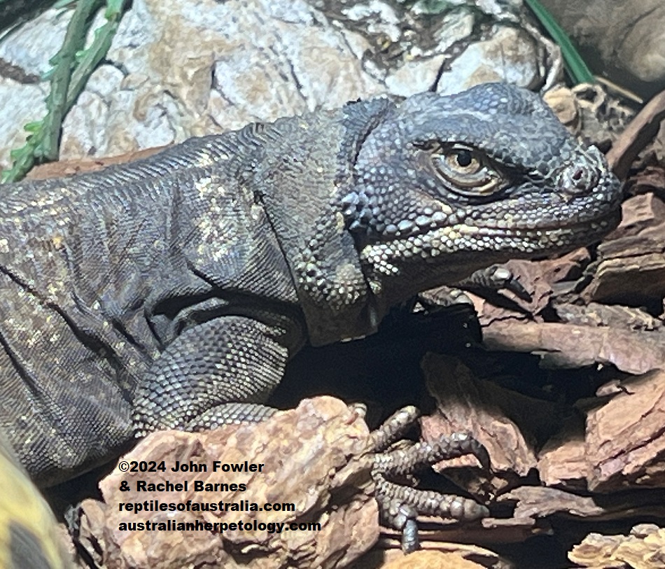 Chuckwalla (Sauromalus ater) at the Vivarium de Meyrin, Geneva, Switzerland