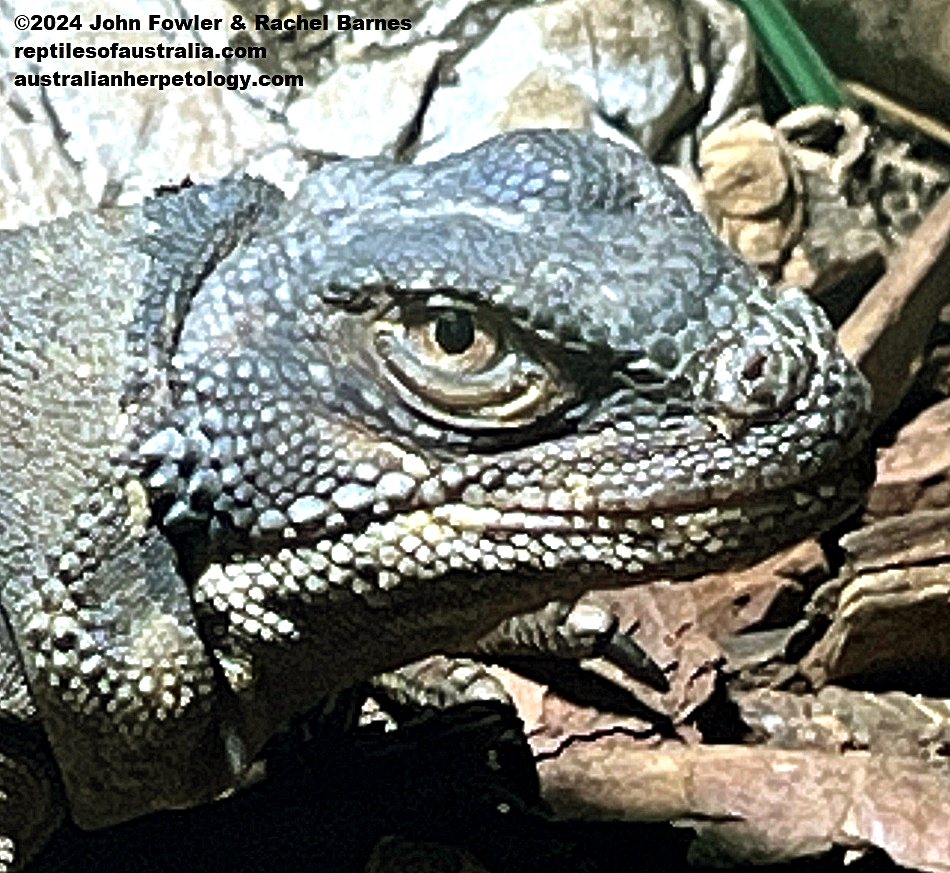 Chuckwalla (Sauromalus ater) at the Vivarium de Meyrin, Geneva, Switzerland