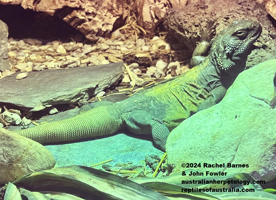 Chuckwalla (Sauromalus ater) at the Vivarium de Meyrin, Geneva, Switzerland