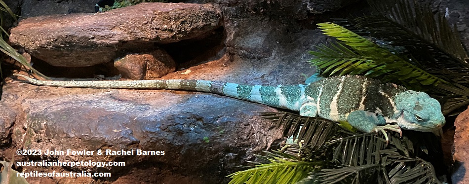 Fiji Crested Iguana (Brachylophus vitiensis) photographed at the Gorge Wildlife Park, South Australia.