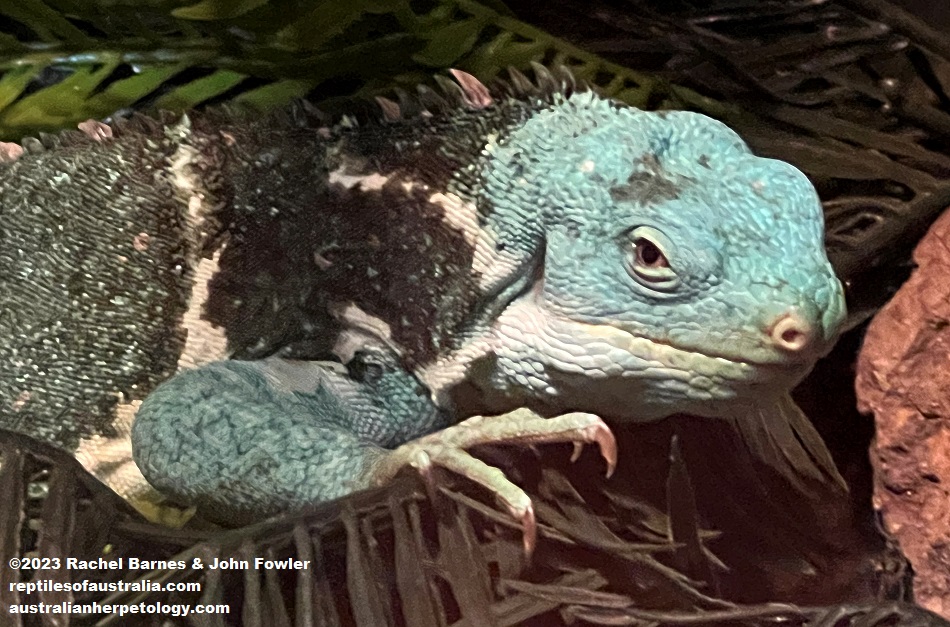 Fiji Crested Iguana (Brachylophus vitiensis) photographed at the Gorge Wildlife Park, South Australia.