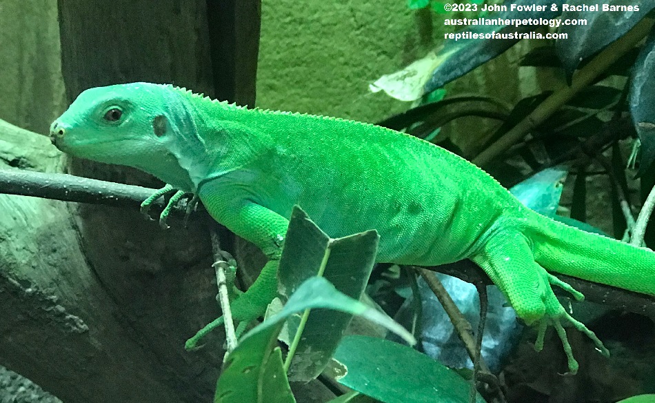 Lau Banded Iguana (Brachylophus fasciatis) photographed at Alligator Bay (Reptile Park) near Mont Saint Michel, France