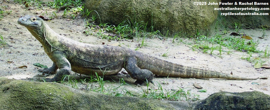 Komodo Dragon (Varanus komodoensis)