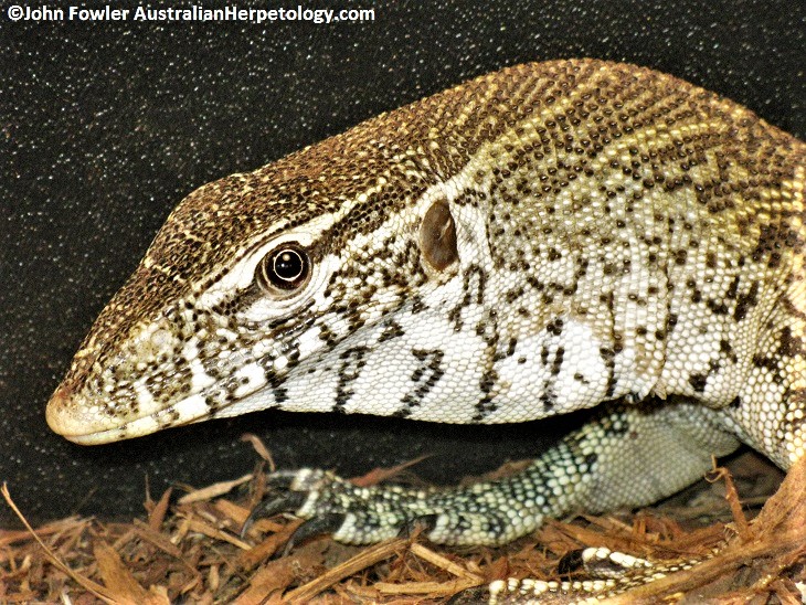 NILE MONITOR Varanus niloticus