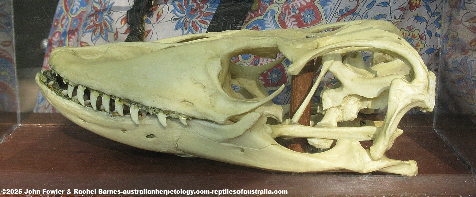 Komodo Dragon (Varanus komodoensis) skull