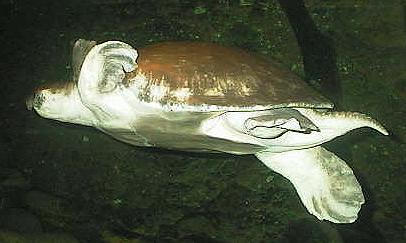 Pig-nosed Turtle