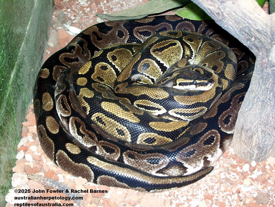 Ball Python or Royal Python (Python regius)