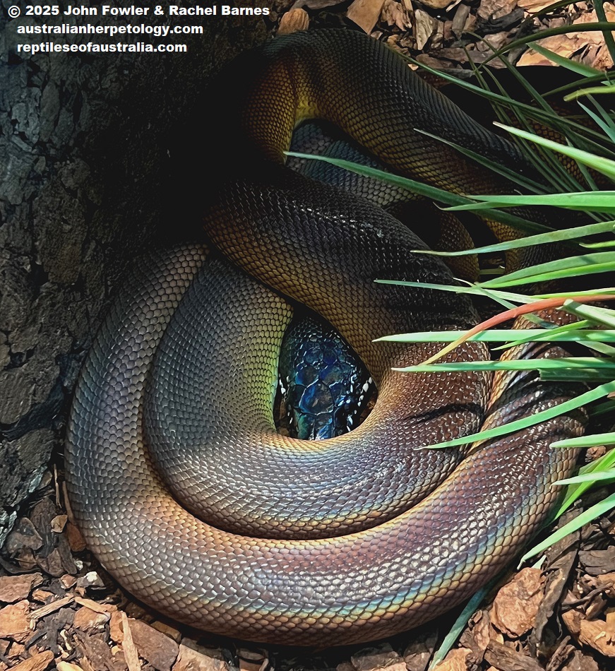 White-lipped Python (Leiopython sp.) photographed at Vivarium de Meyrin, Geneva, Switzerland