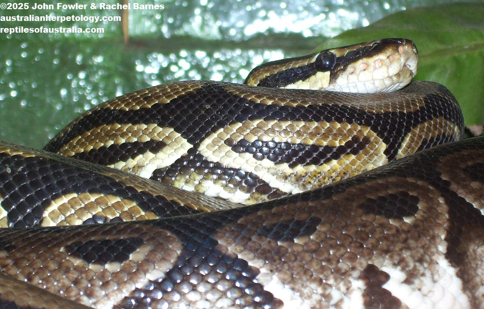 Ball Python or Royal Python (Python regius)