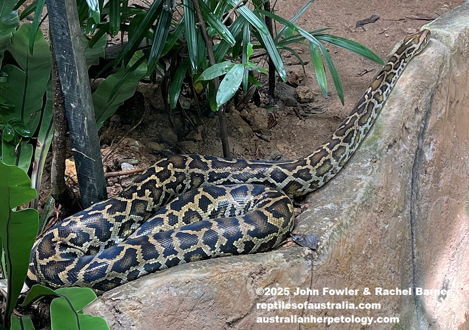 Burmese Python (Python bivittatus) photographed at the National Zoo of Malaysia (Zoo Negara)