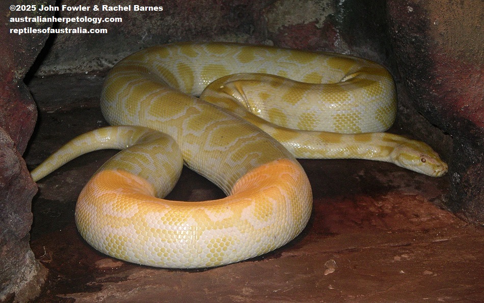 Albino Burmese Python (Python bivittatus